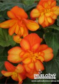 Begonia-Chanson-Bicolor-yellow-orange.jpg