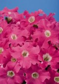 petunia-hybrida-aladdin-pink-t2170-1.jpg