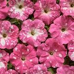 E342_Dot_Star_F1_Rose_F1_(2)_web_th.jpg
