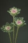 Brassica_Crane_Feather_King_(1)_web_th.jpg