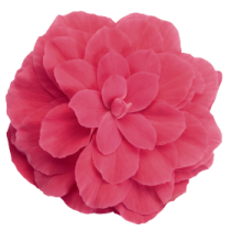 BT0407P.png