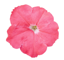 PH0202p.png